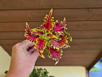 Africké okrasné kopřivy - SEMENA - Coleus - 3