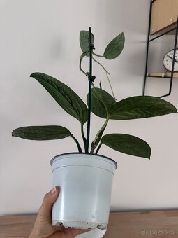 Monstera karstenianum 'Peru' - 3