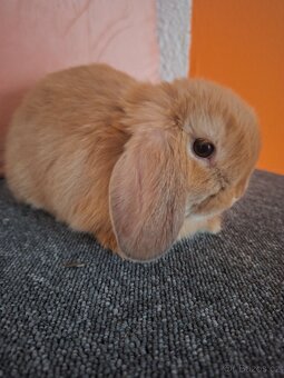 Mini Lop - 3