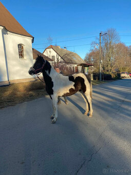 Nabízím k prodeji klisnu BAROCK PINTO - 3