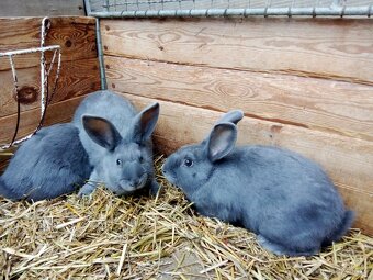 Prodám králíky Moravský modrý kříženci - 3