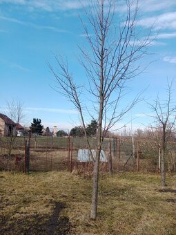 VZROSTLÉ STROMY LÍPA - 3