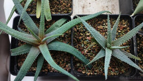 Aloe Parvula ( sukulent ) - 3