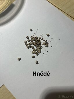 Vajíčka strašilek australských lišejníkových a hnědých - 3