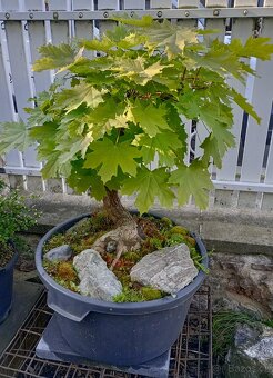 Javor mléč (Acer platanoides) bonsai - 3