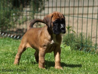 Nemecký boxer šteniatka - 3