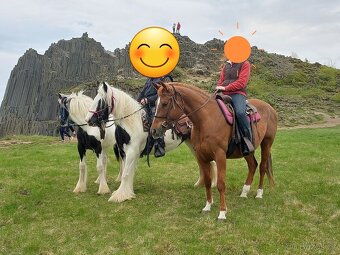 Prodám kobylu x QH - 3