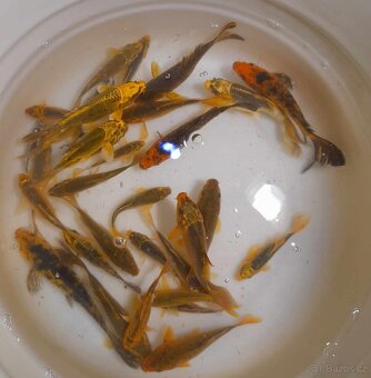 Koi kapři - 3