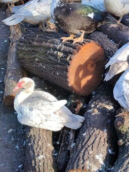 Kachna pižmová na zabití - 3