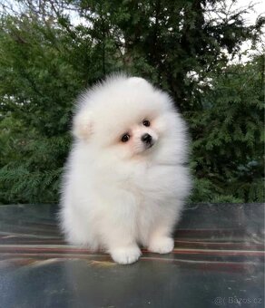 Pomeranian mini - 3