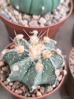 Kaktusy a sukulenty - 3
