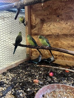 Andulka blackwing - 3