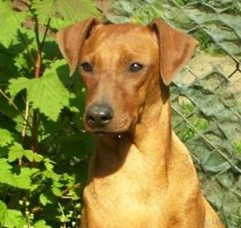 Německý pinč - štěňata s PP - 3