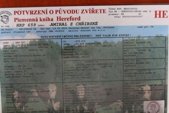 plemenný býk hereford - 3