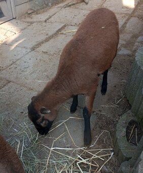 ovce kamerunská - 3