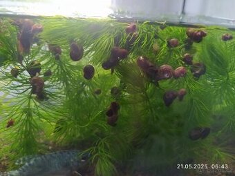 Ampulárie, okružaci kanadské, šneci do akvaria - 3