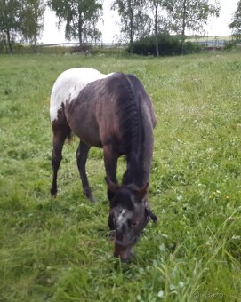 Appaloosa - 3