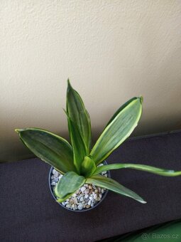 Sansevieria trifasciata ’Silver Spears’ - 3