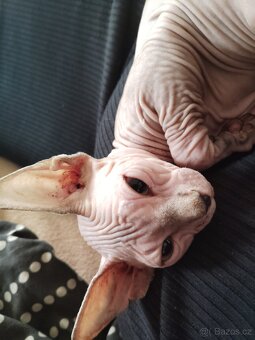 Kotě Sphynx - 3