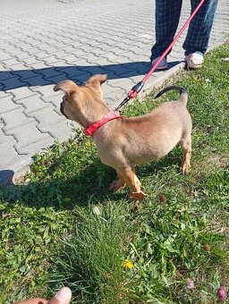 Belgický ovčák malinois - 3