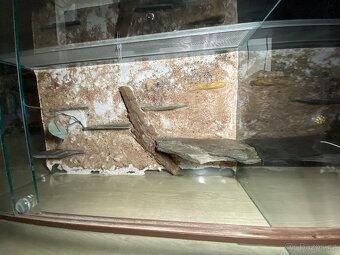 Terarium 80x40x45 - 3