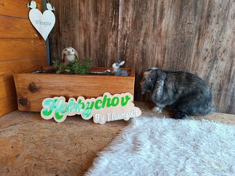 Minilop sameček k odběru - 3