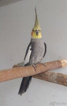 Nabízím korely - 3