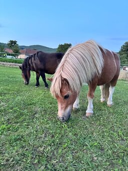 Mini Shetland pony - 3
