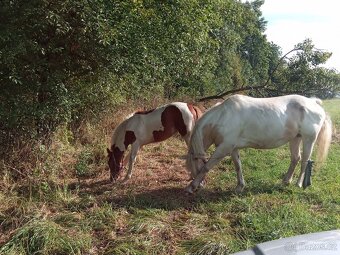 Prodám kobylku hříbě - 3