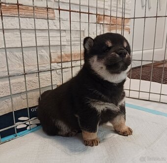 Shiba inu šteniatka FCI - 3