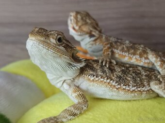Agama vousatá - Plzeň - 3