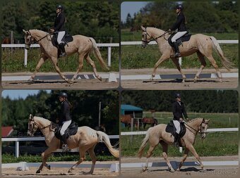 Atraktivní kůň Kinský - 3