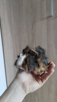 Morče, morčata, morčátka - 3