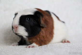 Morče, morčátko, morčata s PP - krátkosrstá - 3