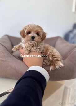 Maltipoo F1 caramel 3 měsíce 1500€‼️ Mimi - 3