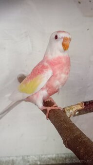 Neofema bourek - 3
