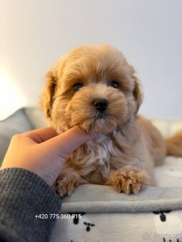 Caramel Maltipoo Holčička - 3