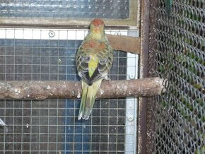 Papoušek Zpěvavý - 3