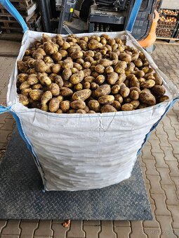 Brambory konzumní - 3