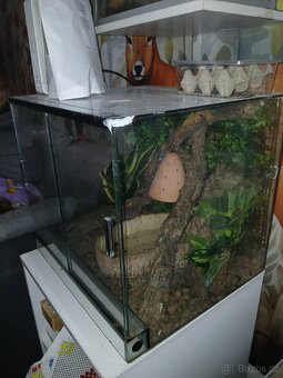 Terárium - 3
