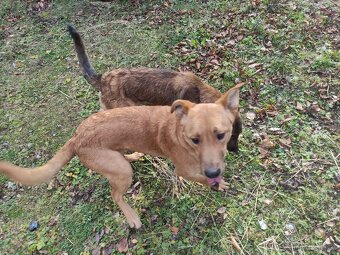 Odrostlá štěnata - 3