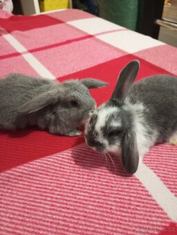 Zakrslý beránek králíček - 3