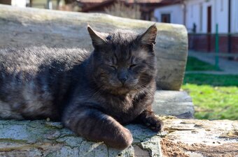 Daruji kocoura do dobrých rukou - 3
