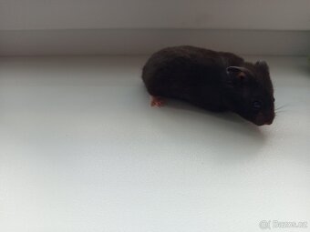 Křeček syrský - 3