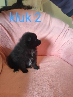 Špic pomeranian - 3