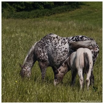 Appaloosa s PP- letošní hřebeček "Oreo" na prodej - 3