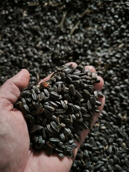 Slunečnice černá - 3