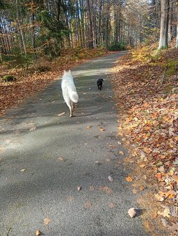 Švýcarský ovčák ke krytí samec - 3