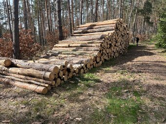 PALIVOVÉ DŘEVO, naštipané, nařezané. - 3