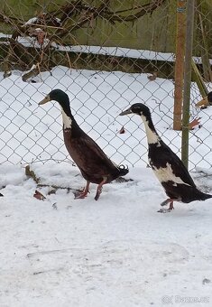 Indický běžec - 3